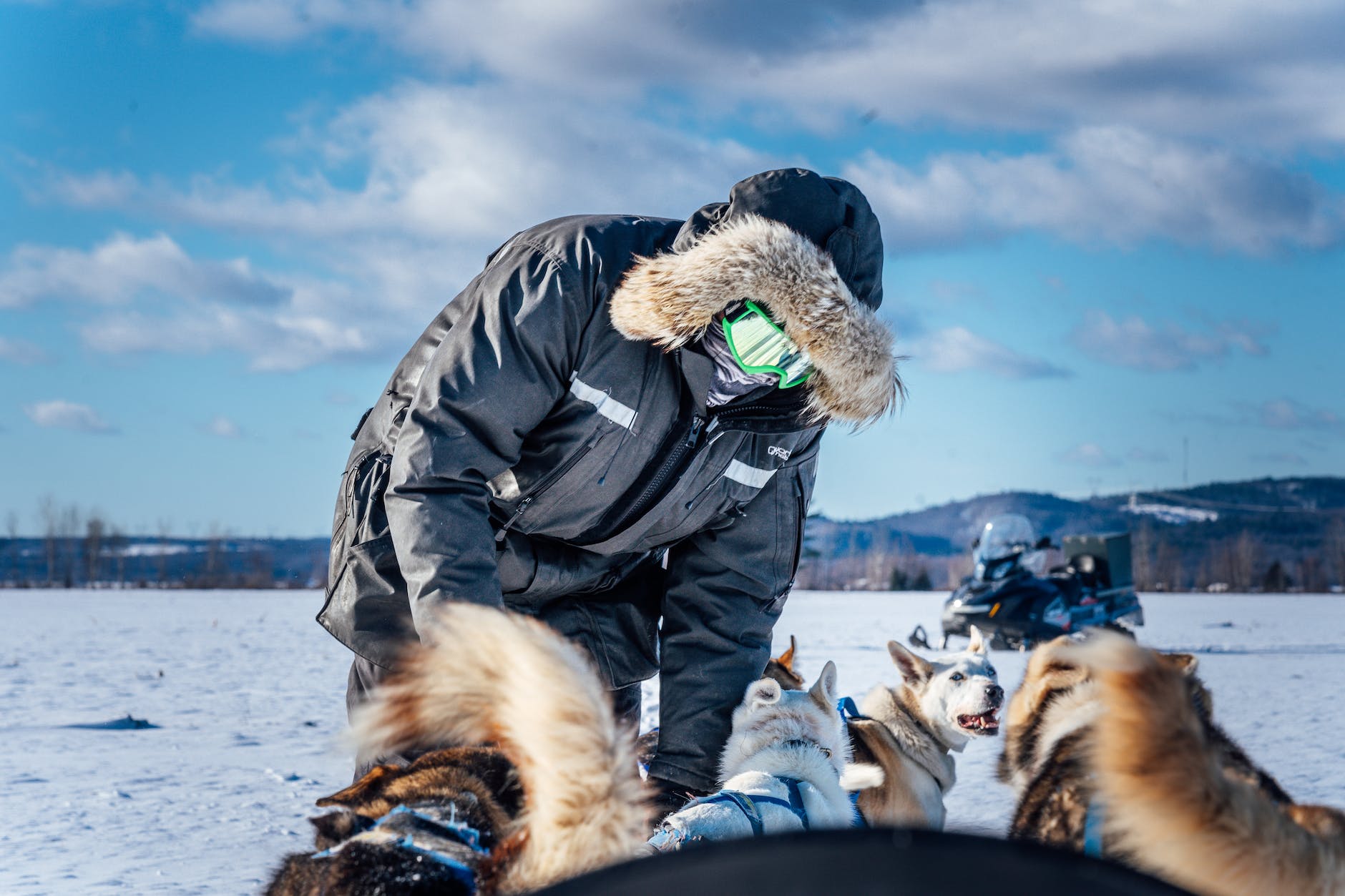 man and his dog sled