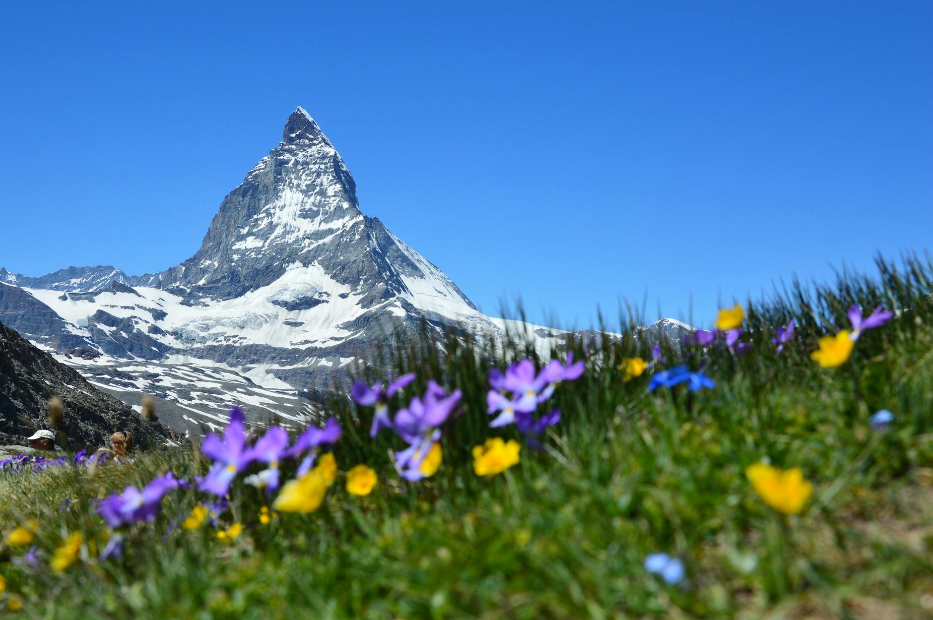 purple and yellow flowers near white mountain during daytime