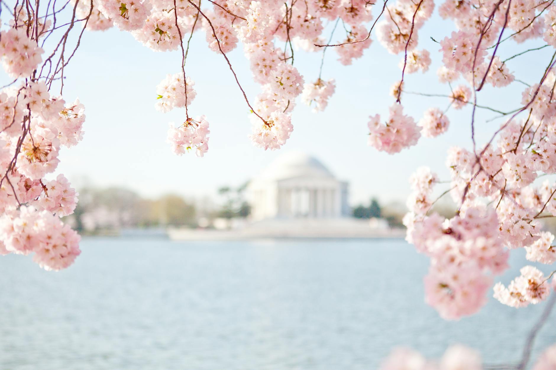 cherry blossoms in bloom with a view of the thomas jefferson memorial