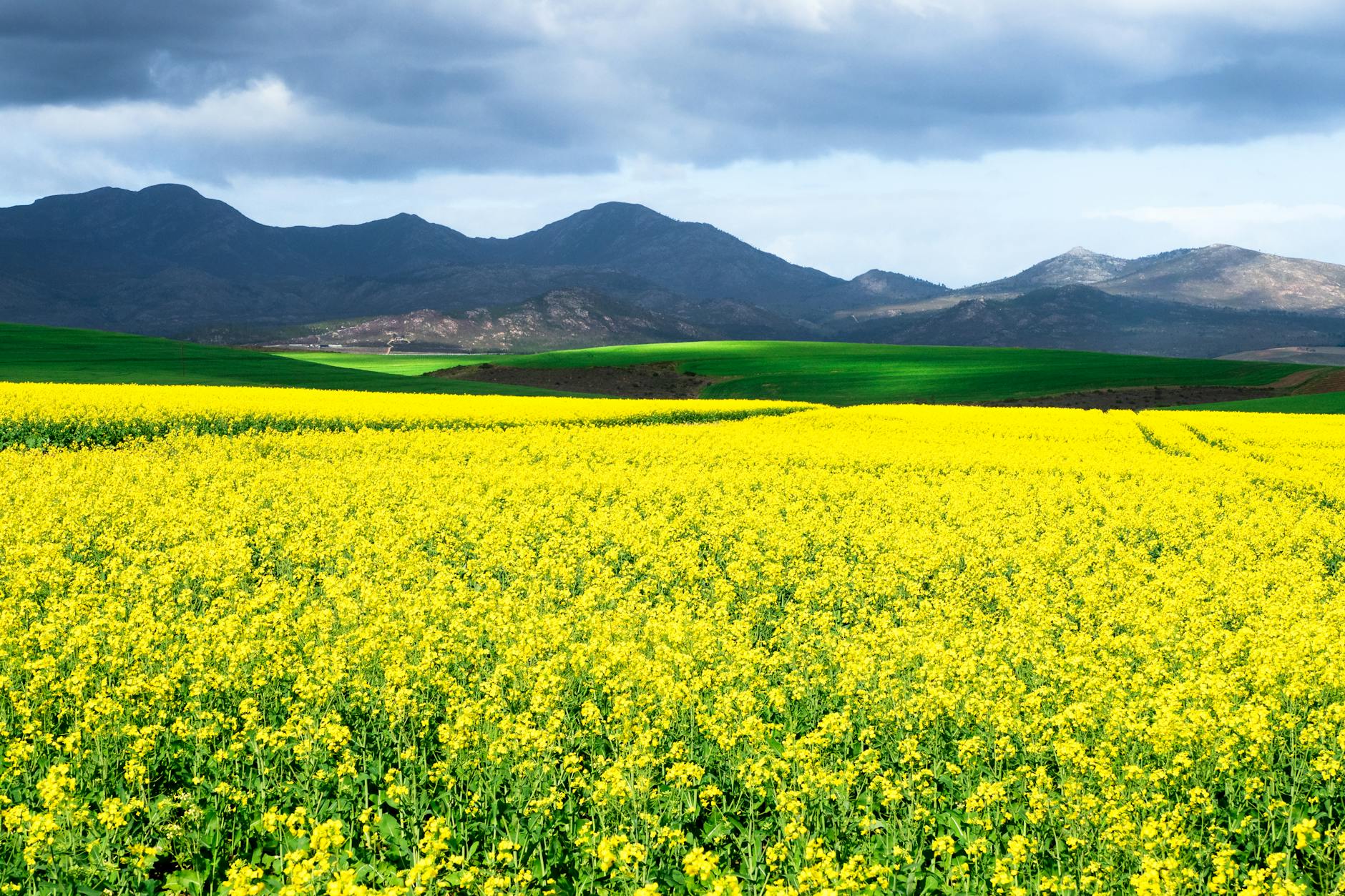 yellow flower field near green grass field